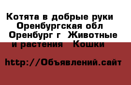 Котята в добрые руки - Оренбургская обл., Оренбург г. Животные и растения » Кошки   